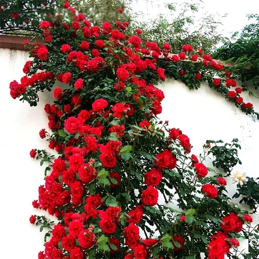 Elegant Climbing Rose Flower Seeds With Plant Growth Suplement by Dropdash