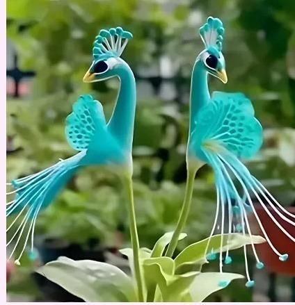 Vibrant Peacock Flower Seeds Pack of 1 by DrithiShop