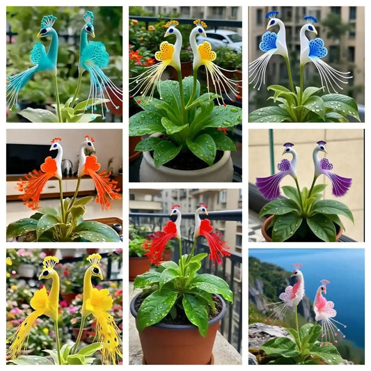 Vibrant Peacock Flower Seeds Pack of 1 by DrithiShop