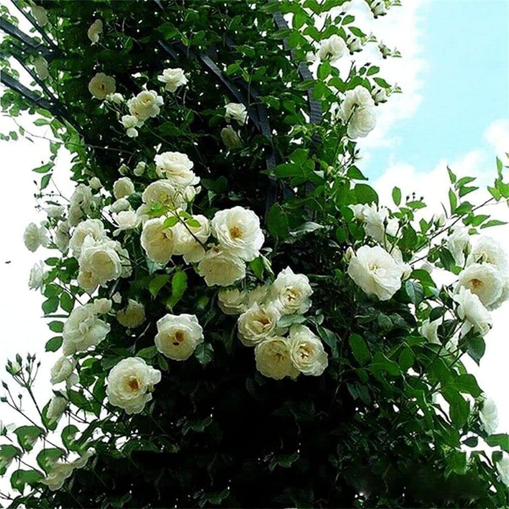 Elegant Climbing Rose Flower Seeds With Plant Growth Suplement by Dropdash