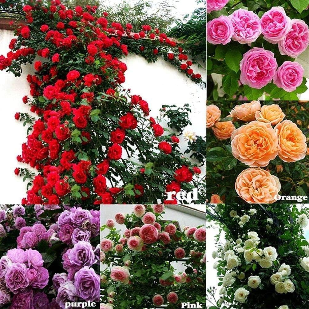 Elegant Climbing Rose Flower Seeds With Plant Growth Suplement by Dropdash