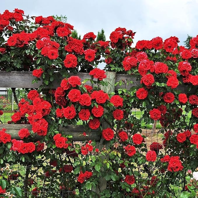 Elegant Climbing Rose Flower Seeds With Plant Growth Suplement by Dropdash