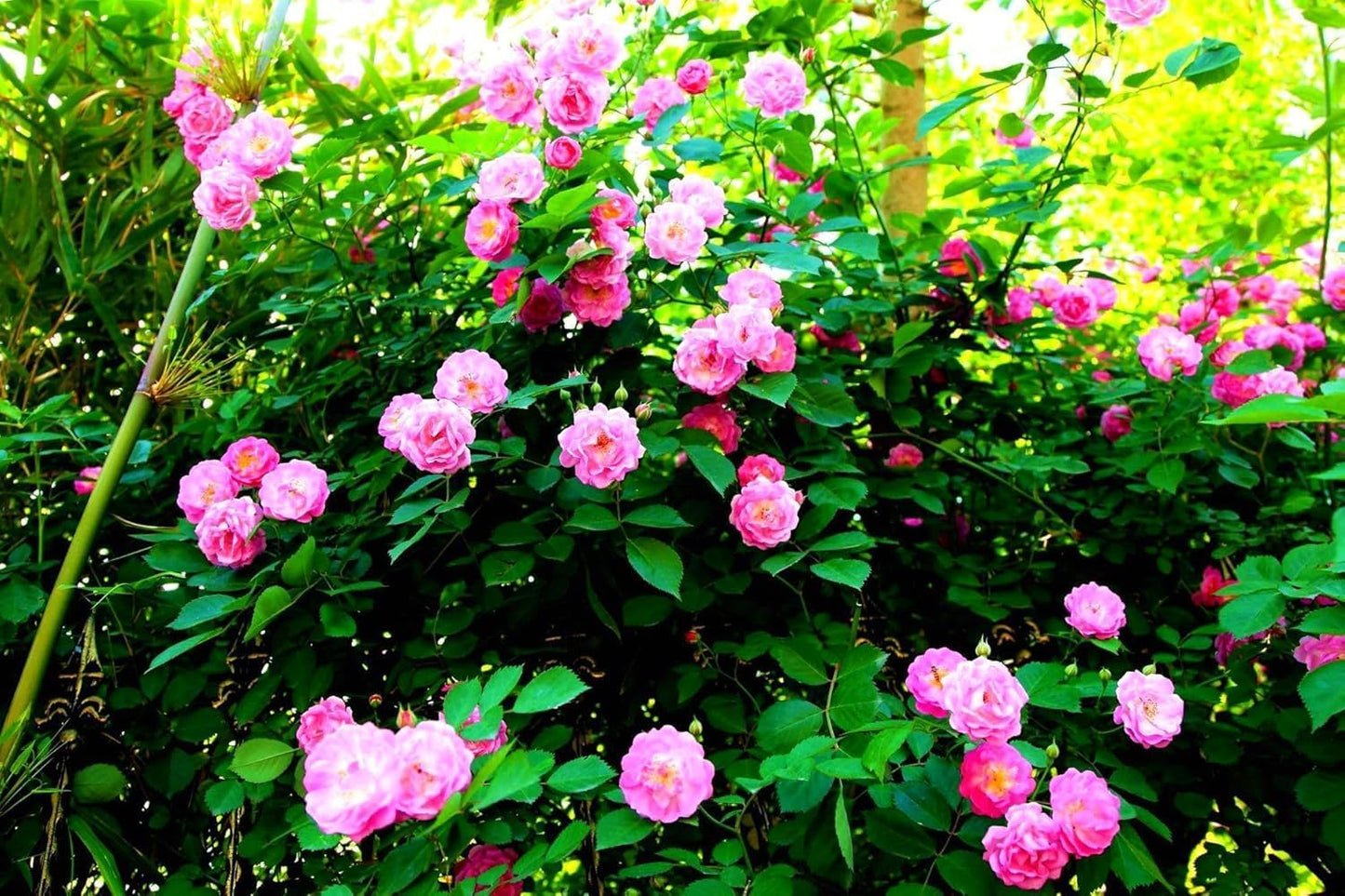 Elegant Climbing Rose Flower Seeds With Plant Growth Suplement by Dropdash